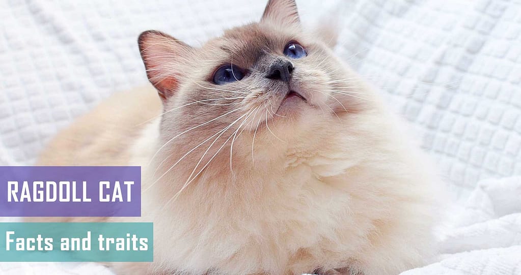 Ragdoll Cat Facts And Traits Pet Hero