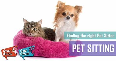 Pet Sitter Finding The Right One Pet Hero