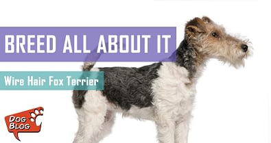 Wire Hair Fox Terrier Pet Hero