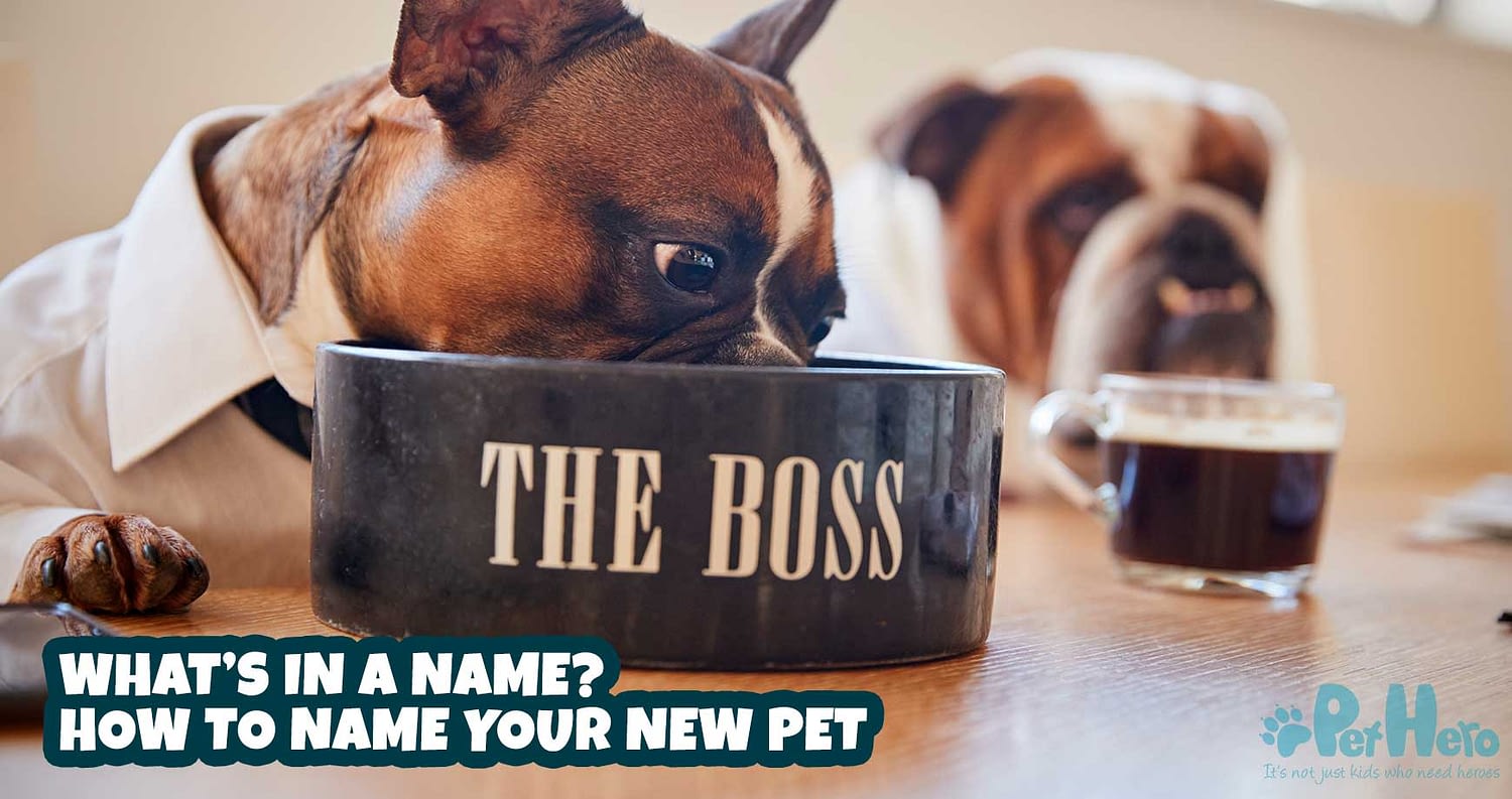 What’s in a name? How to name your new pet