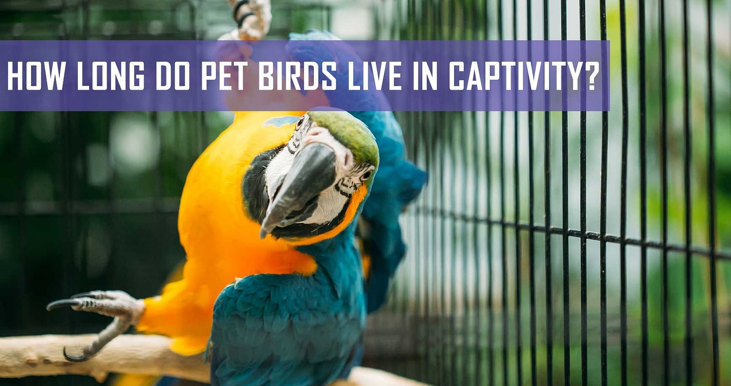 How Long Do Pet Birds Live In Captivity? | Pet Hero