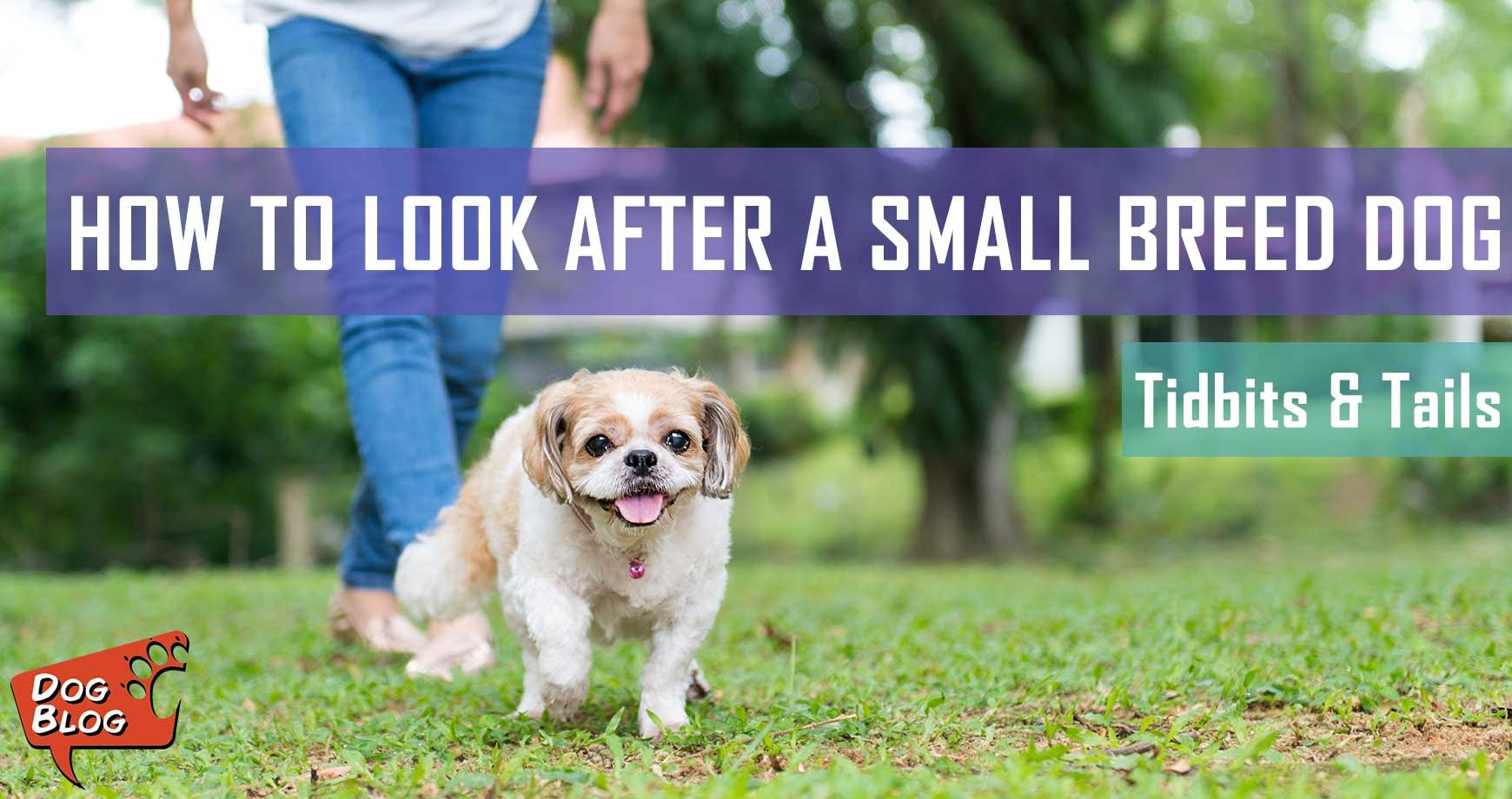 How to look after a small breed dog Pet Hero