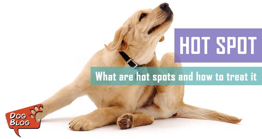 How To Treat Dog Hot Spots Pet Hero