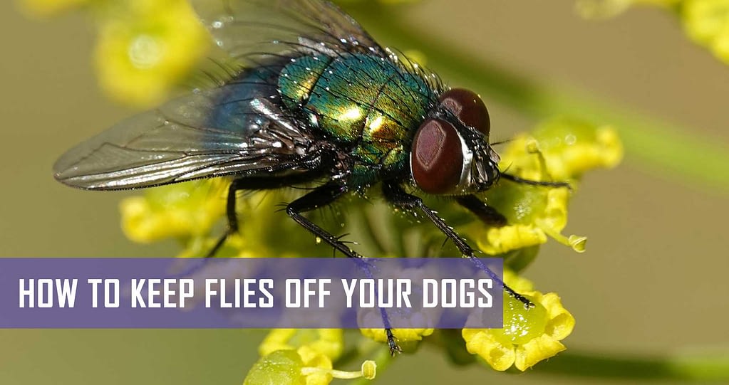 keep flies away from dogs