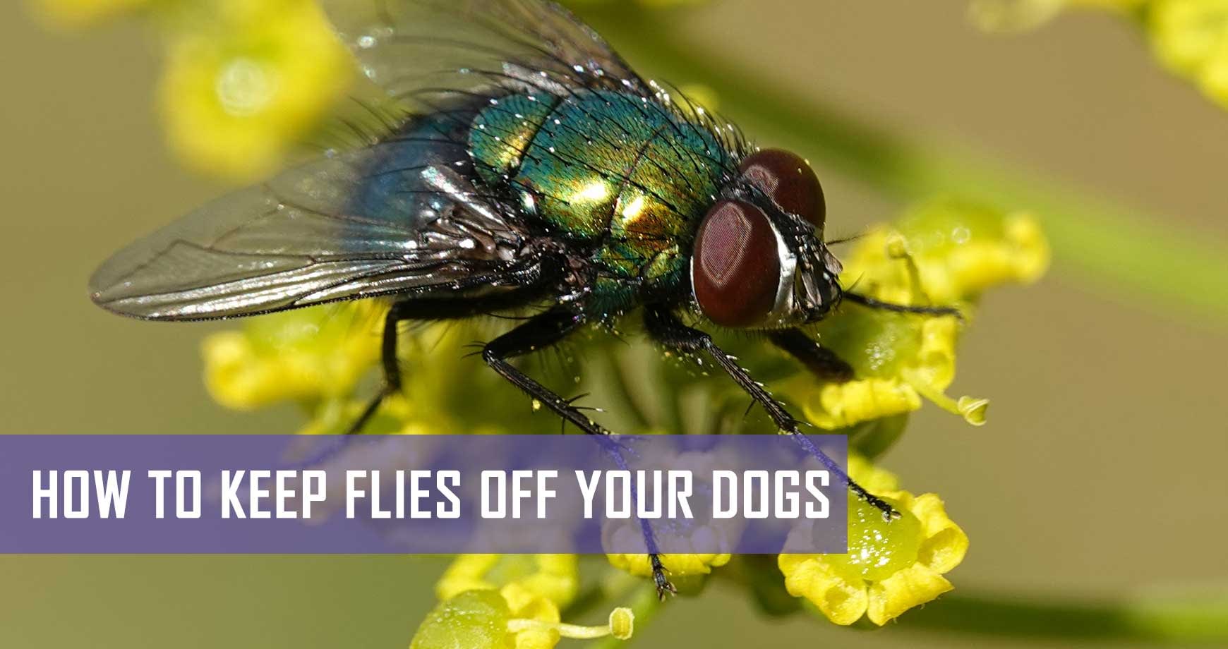 best thing to keep flies off dogs