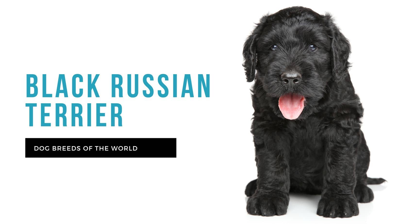 black russian terrier shedding a lot