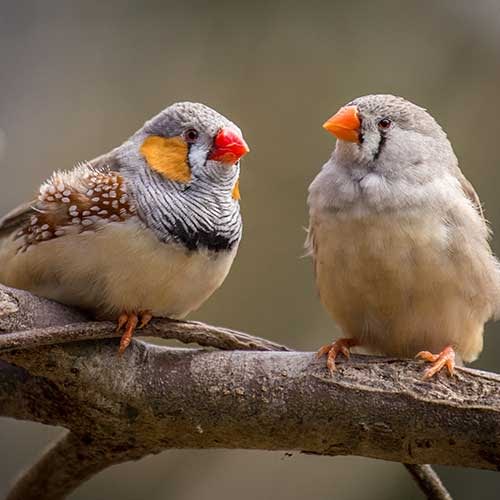 How Long Do Pet Birds Live In Captivity? | Pet Hero