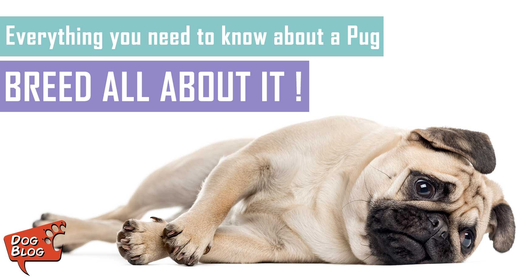 Pug Breed - Facts And Traits | Pet Hero