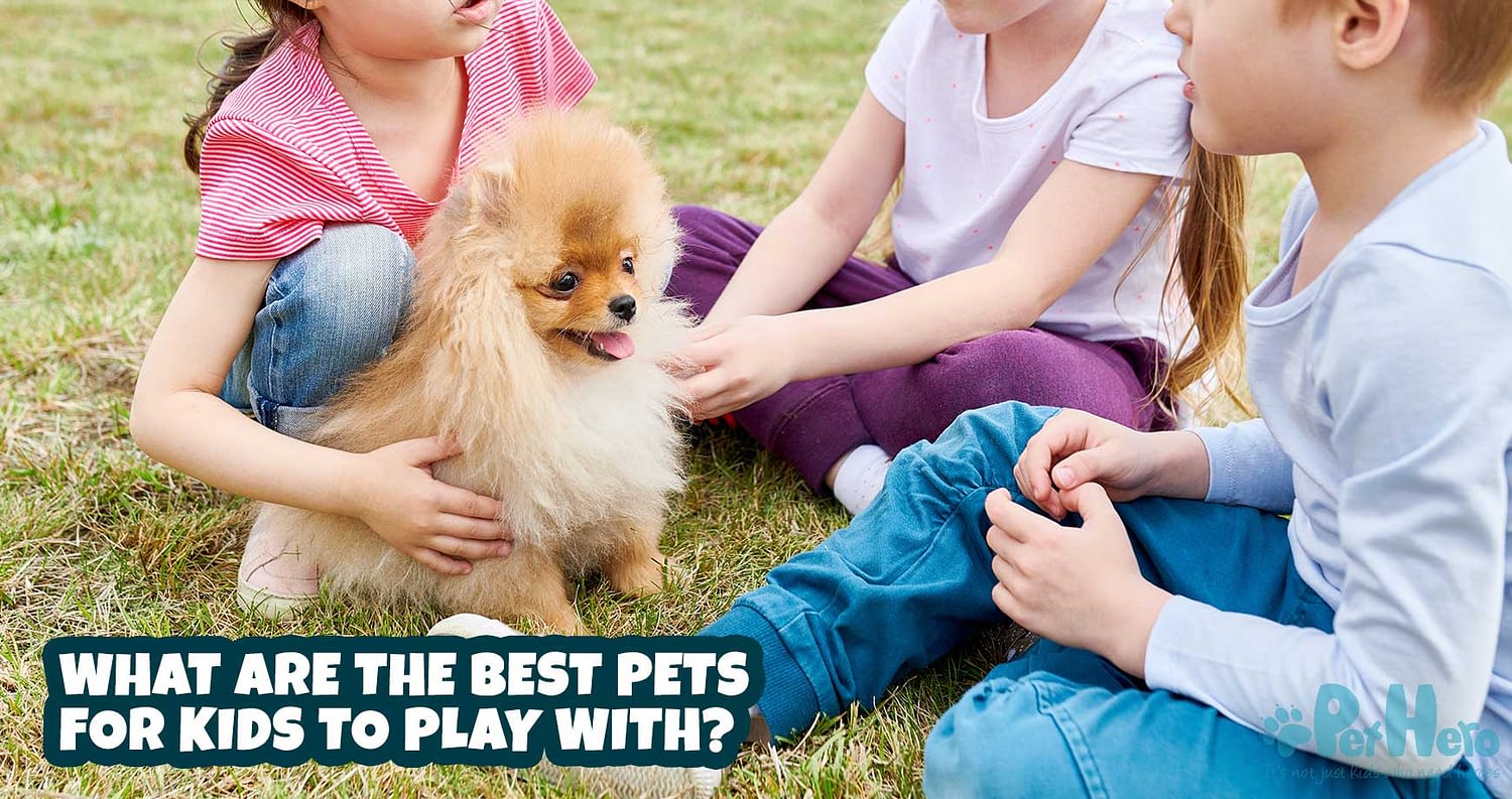 What are the best pets for kids to play with?