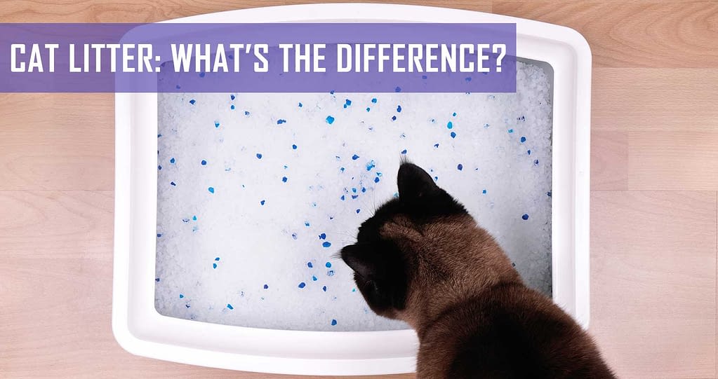 Cat litter What’s the difference? Pet Hero