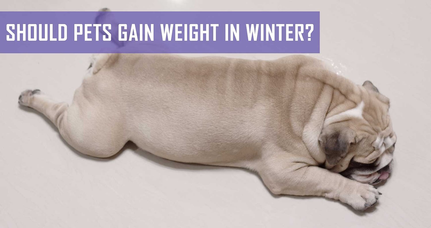 Should Pets Gain Weight In Winter Pet Hero