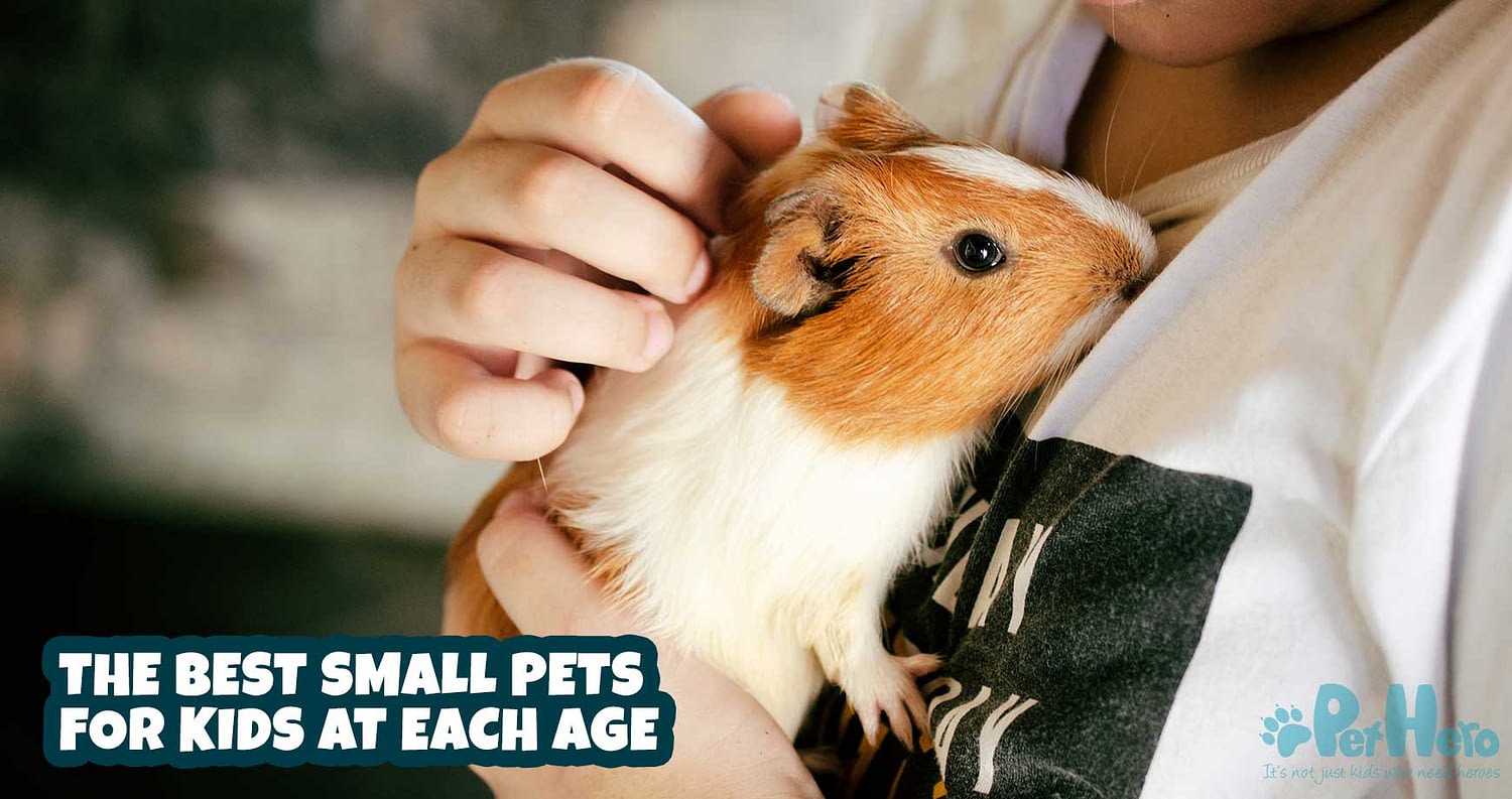 The best small pets for kids at each age