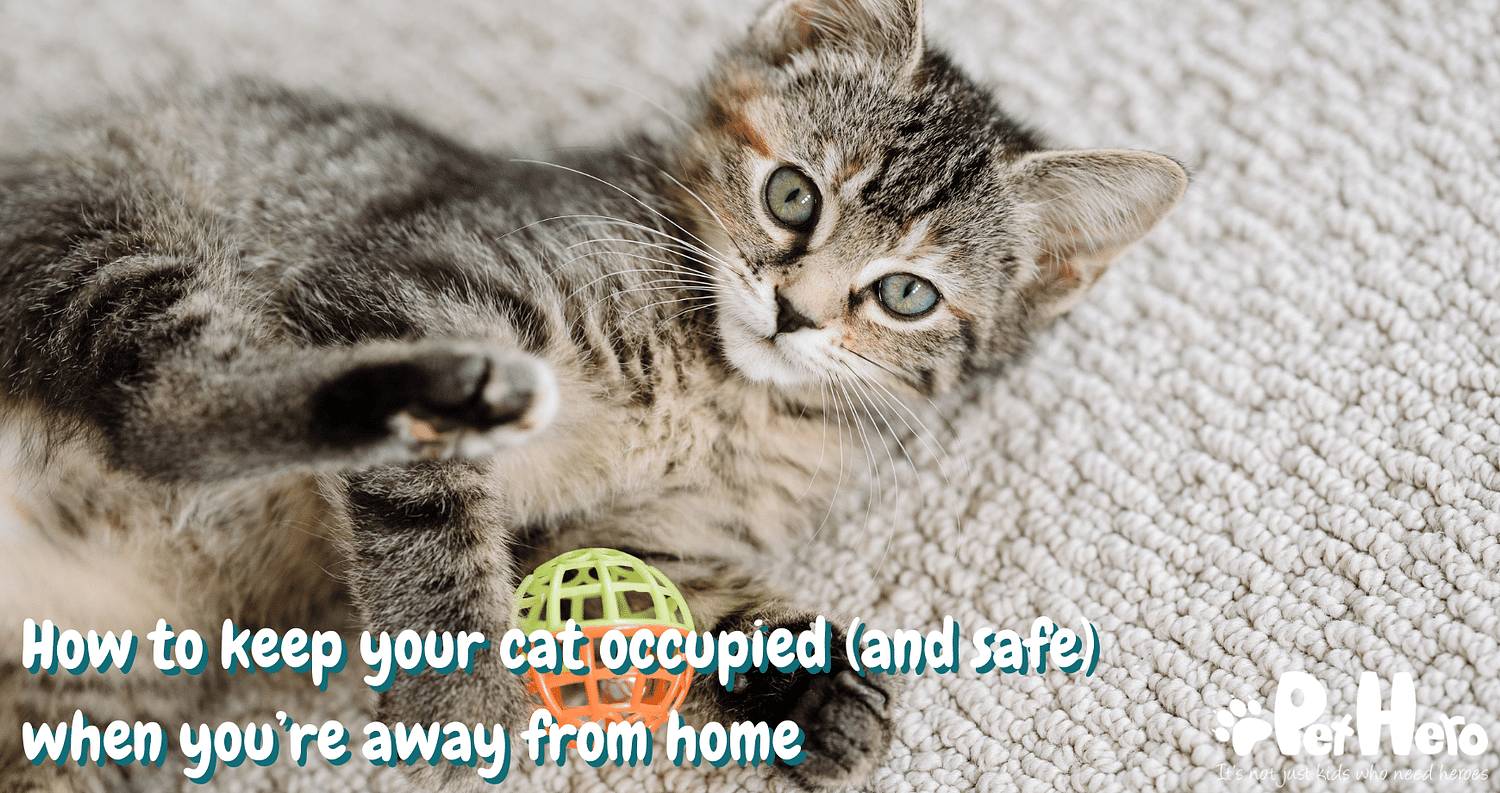 How to keep your cat occupied (and safe) when you’re away from home
