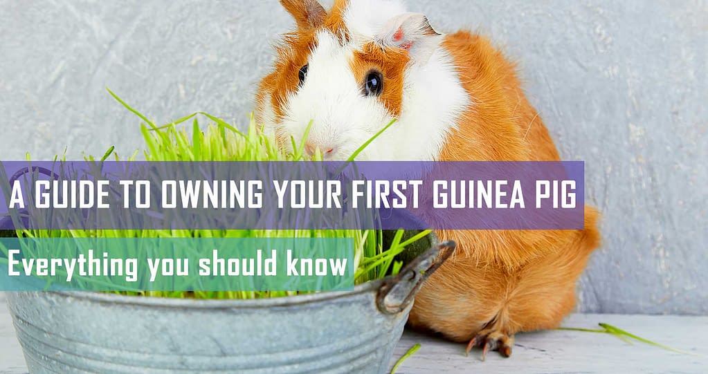 Guinea pig care basics Pet Hero