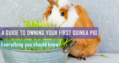 essentials for guinea pigs