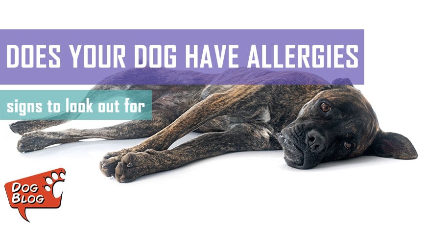 How To Identify And Treat Dog Allergies Pet Hero