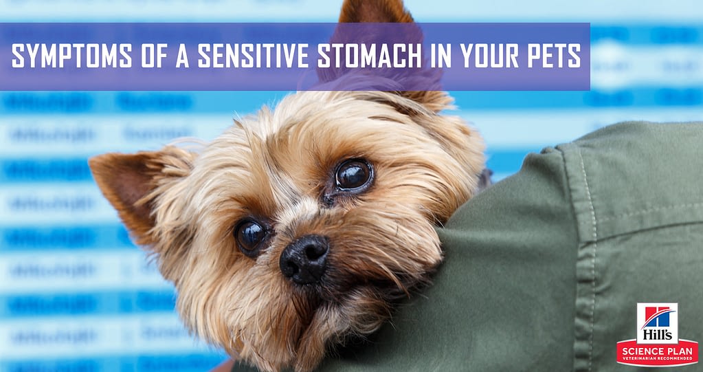 dog breeds prone to sensitive stomachs