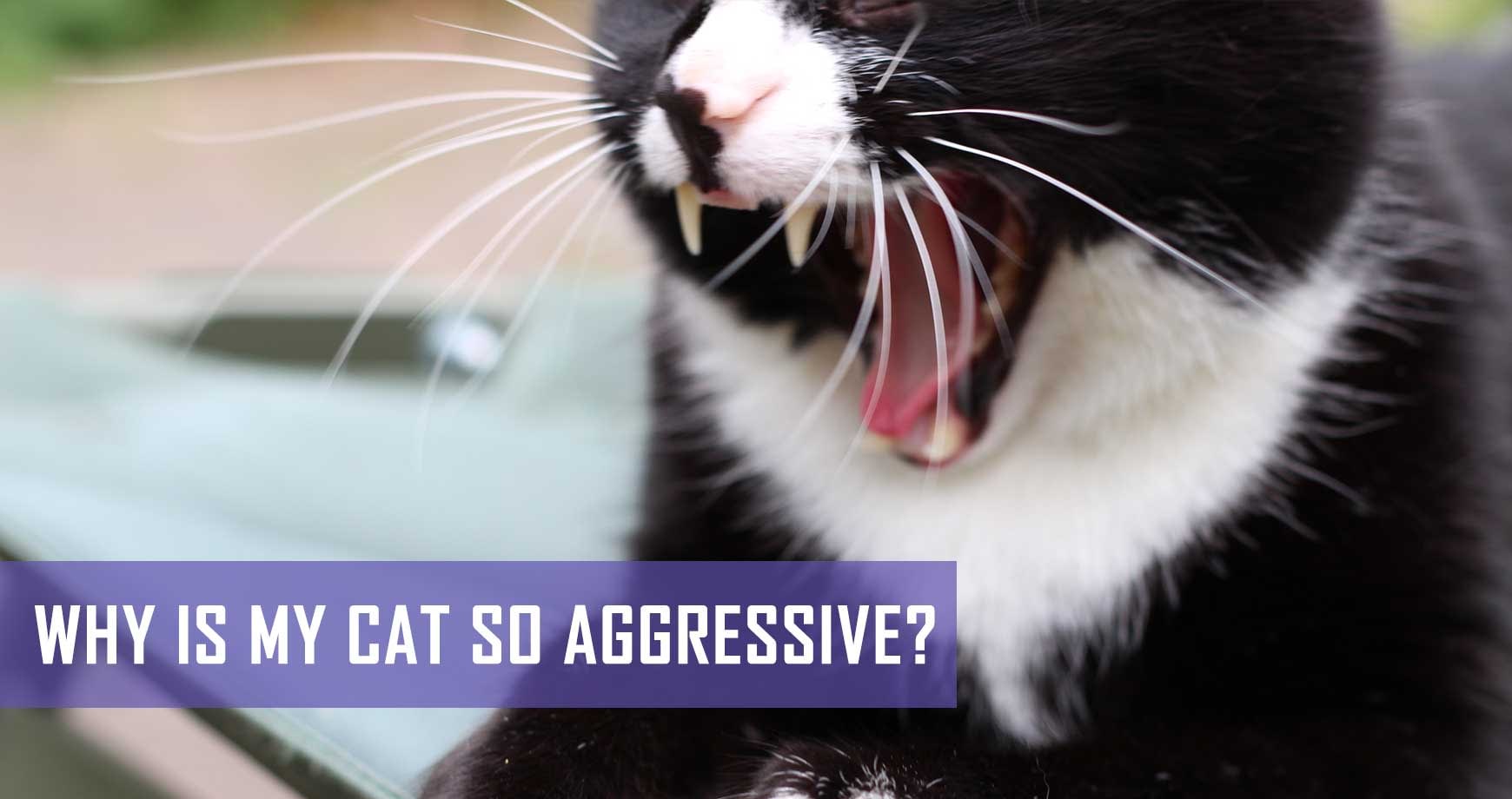 Why is my cat so aggressive? Pet Hero