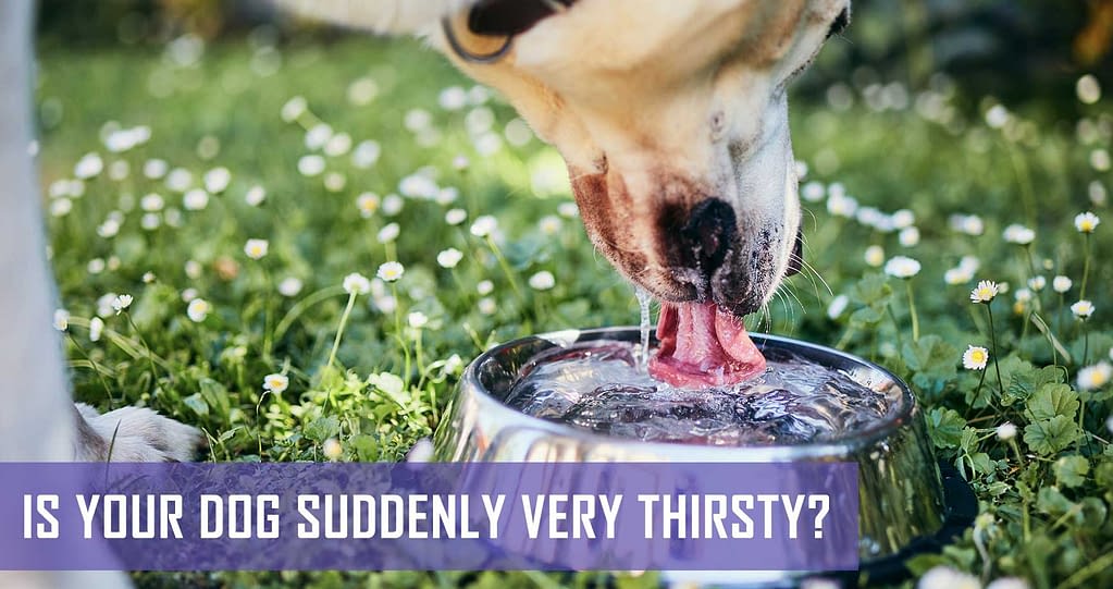 Is your dog suddenly very thirsty? Common causes and when to see the