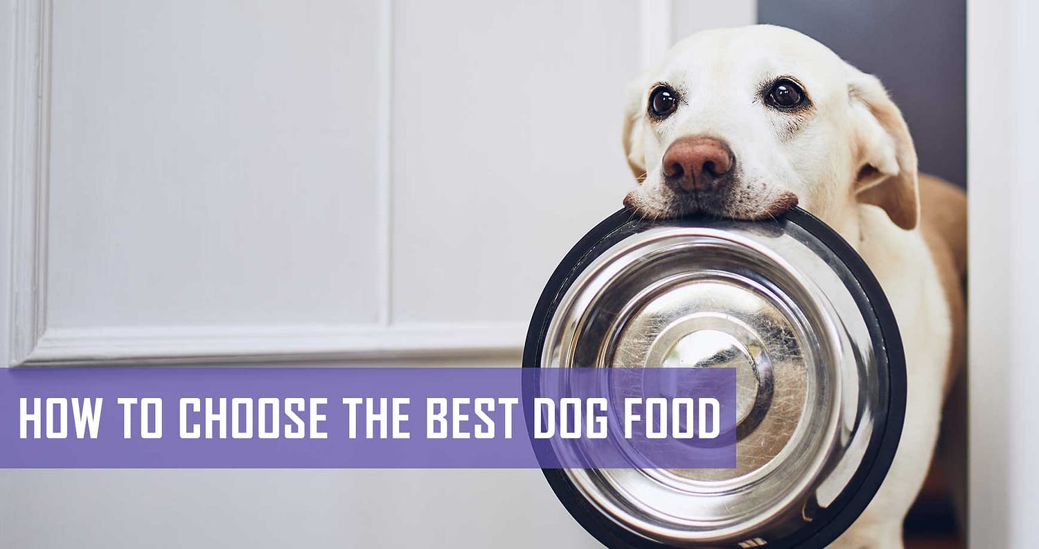 How to choose the best dog food in South Africa