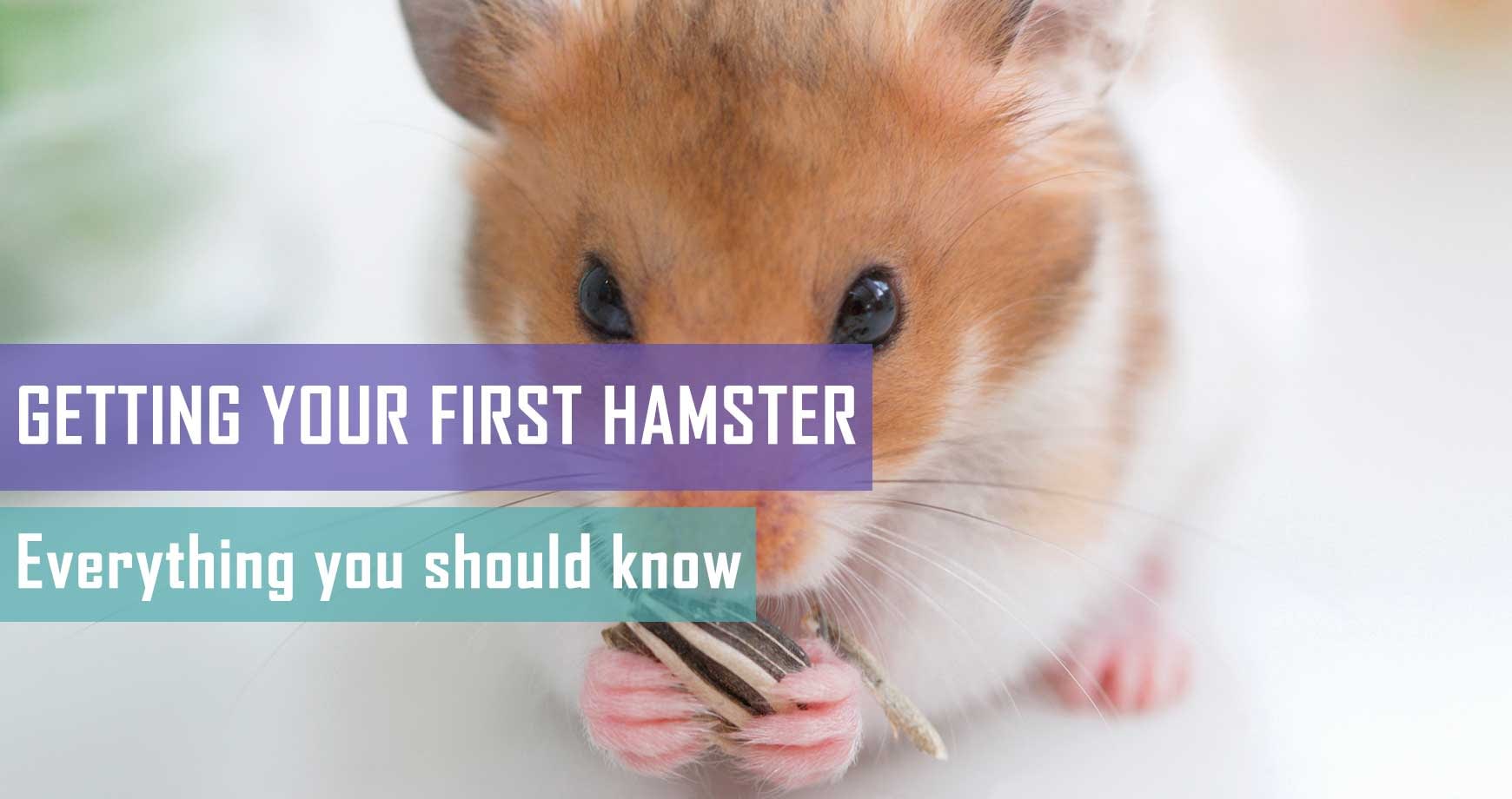 getting a hamster