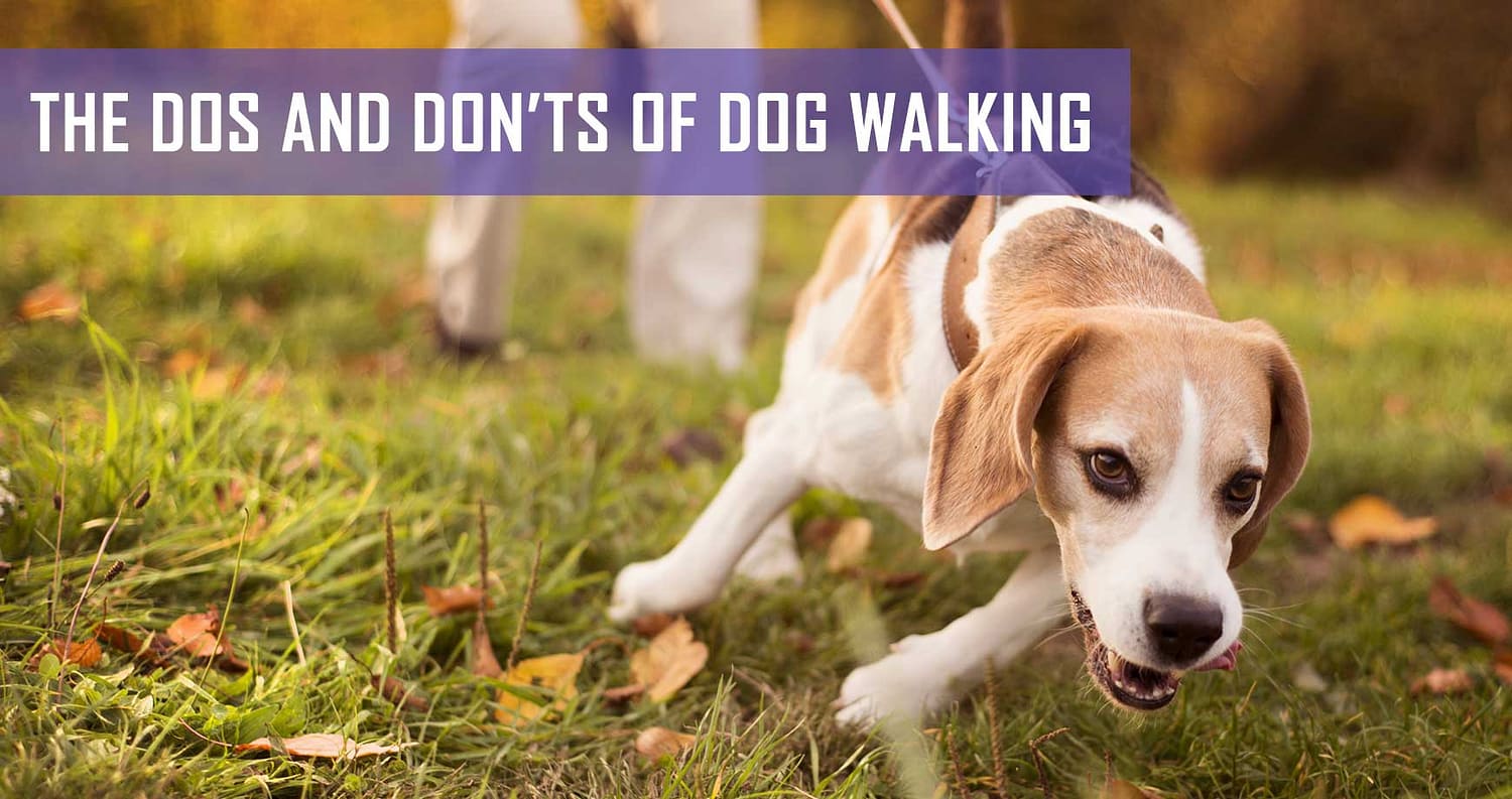 The Dos And Don’ts Of Dog Walking | Pet Hero