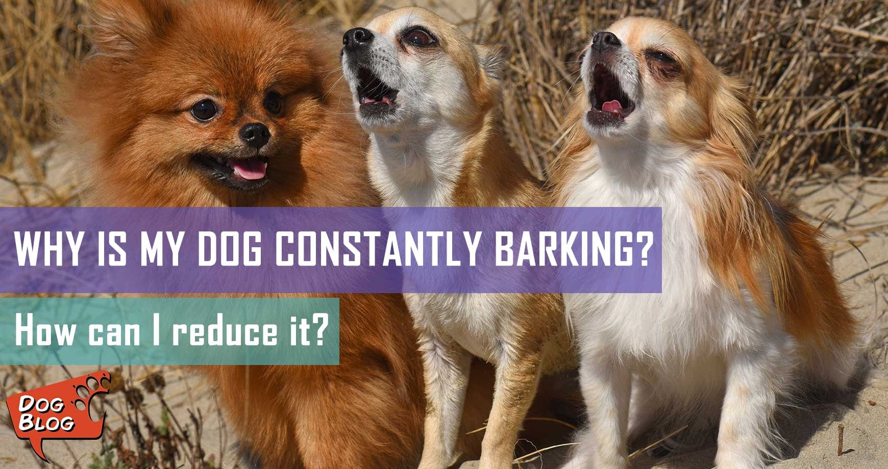 Why Is My Dog Constantly Barking? How Can I Reduce It? Pet Hero