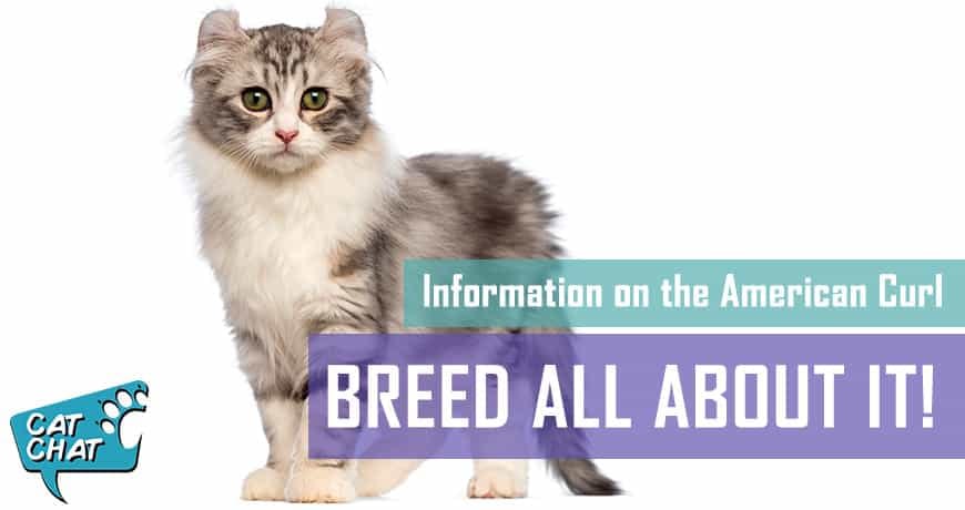 American Curl Cat Breed Facts And Traits Pet Hero