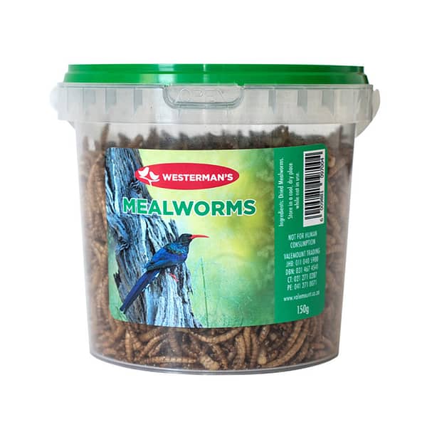 Westerman's Mealworms