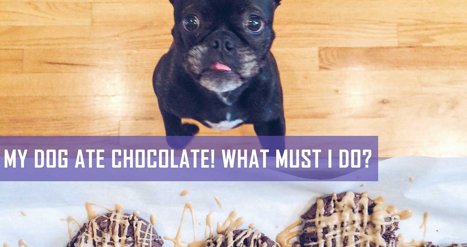 My dog ate chocolate! What must I do? Pet Hero