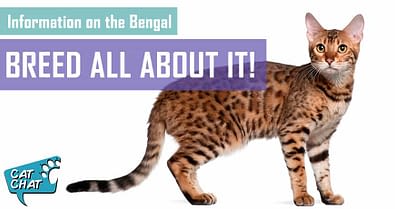 blue bengal cat scroll scratcher