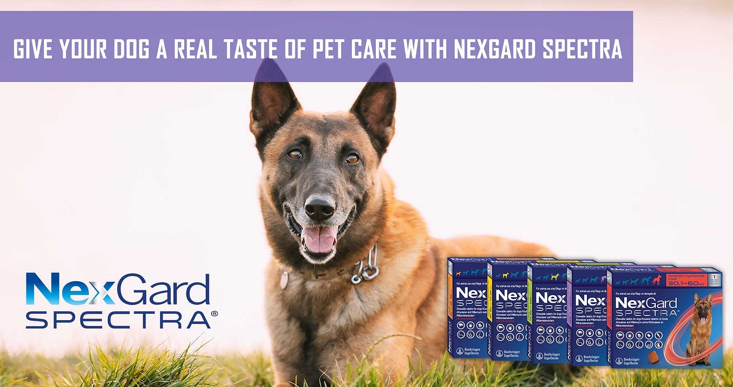 Give your dog a real taste of pet care with NexGard Spectra