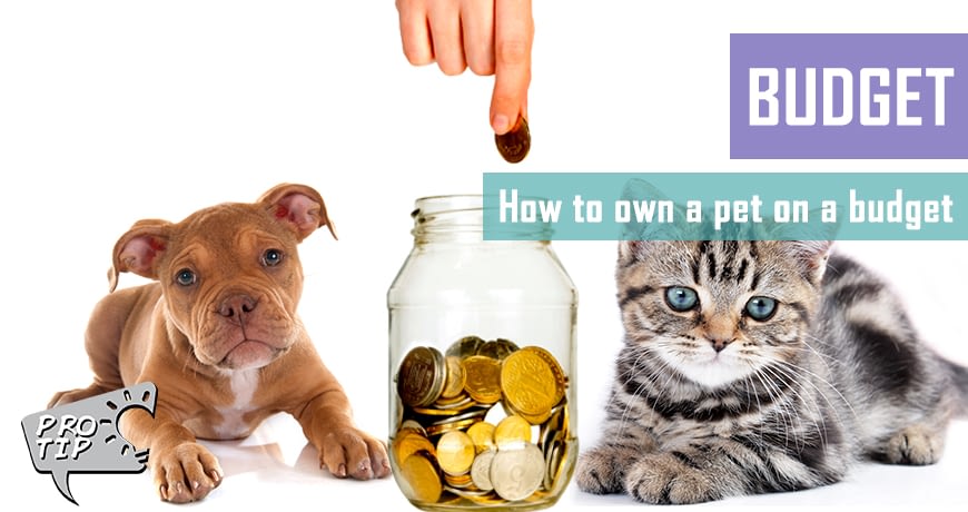 How to own a pet on a budget - Pet Hero