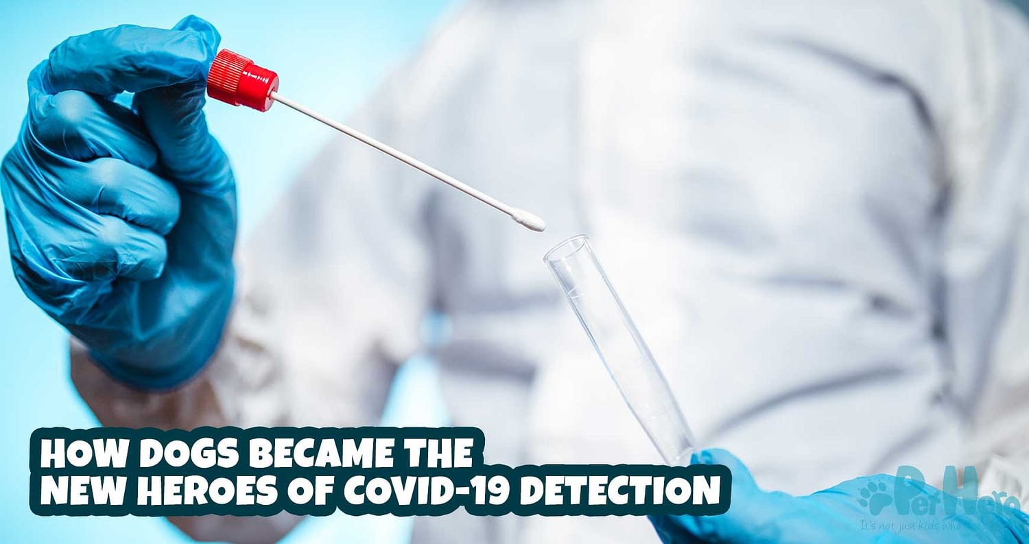 How dogs became the new heroes of COVID-19 detection