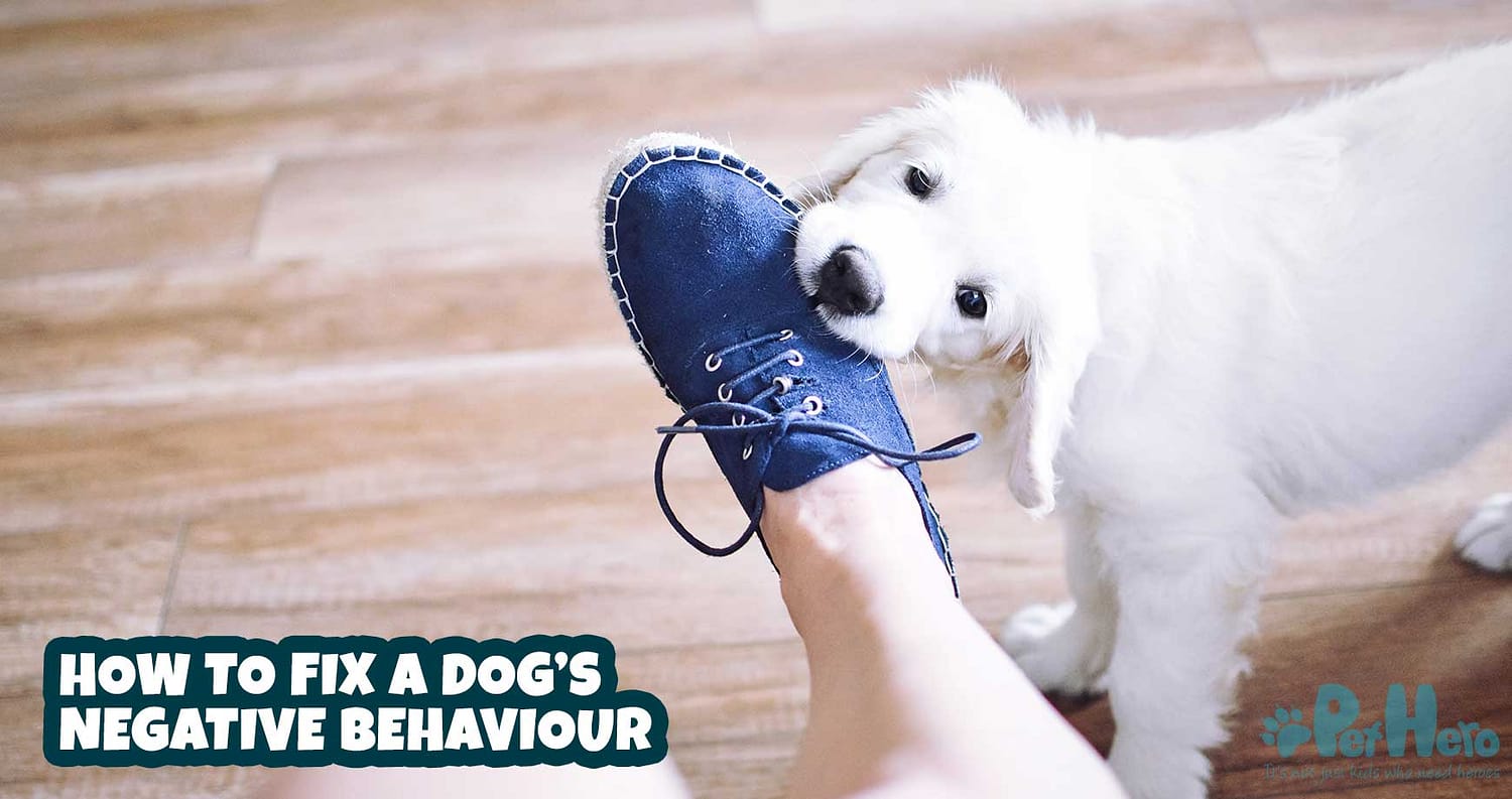 How to fix a dog’s negative behaviour