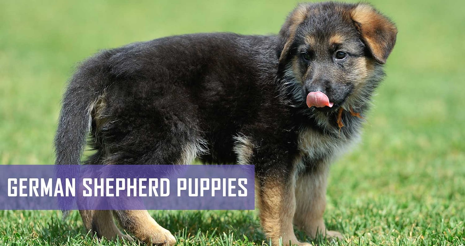 German Shepherd Puppies - All You Need To Know | Pet Hero