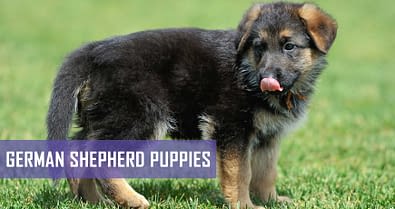 unregistered german shepherd puppies for sale