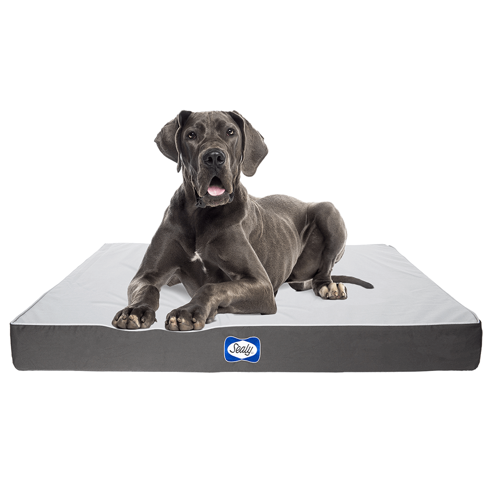 sealy orthopedic dog bed xl