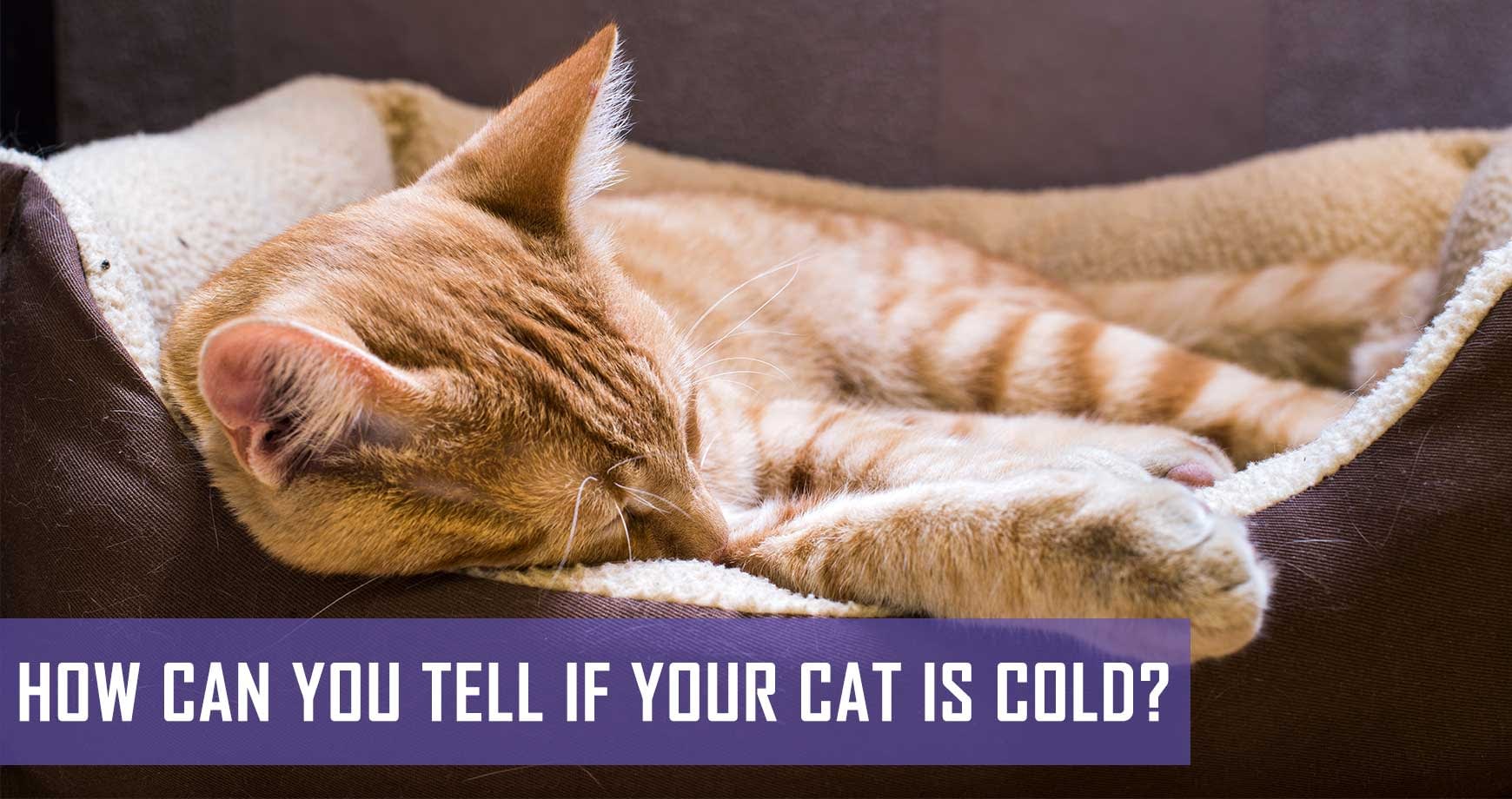 How Can You Tell If Your Cat Is Cold Pet Hero