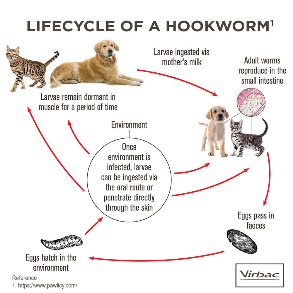 Life Cycle What Causes Hookworms In Dogs Virbac Milpro Cat