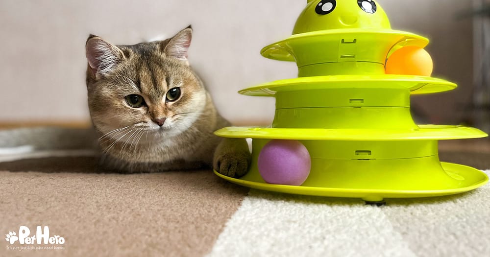 Why Do Pets Need Mental Stimulation? Pet Hero