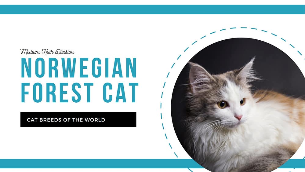 Norwegian Forest Cat Pet Hero