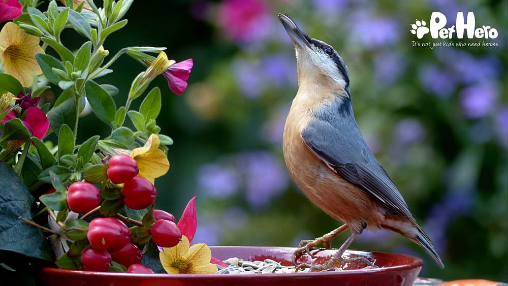 How to attract wild birds to your garden | Pet Hero