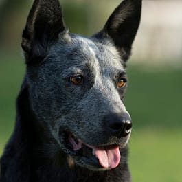 Stumpy Tail Dog Breeds: Discover Unique Companions