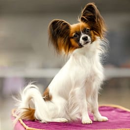 How to Groom a Papillon Dog: Expert Tips & Tricks