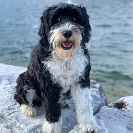 Portuguese Water Dog Health Issues: Vital Care Insights