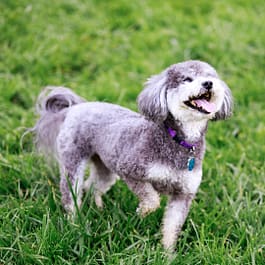 Schnoodle Dog Breeds: The Perfect Family Companion