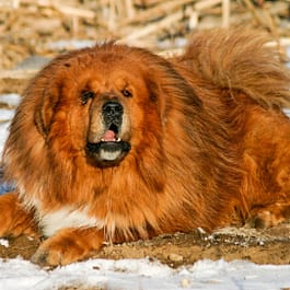 Tibetan Mastiff Big Fluffy Dog Breeds: Ultimate Guide