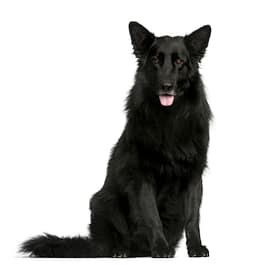 Belgian Shepherd Dog Breeds: Unveiling Their Unique Traits