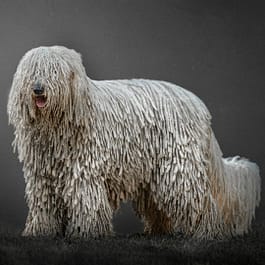 Hungarian Dog Breeds Komondor: Majestic Mop-Like Guardians